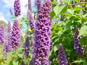 jak nawozić budleję