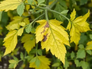 żółknięcie liści na krzewie pomidora